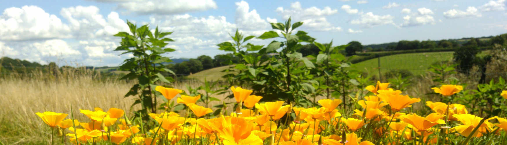 image of herbs